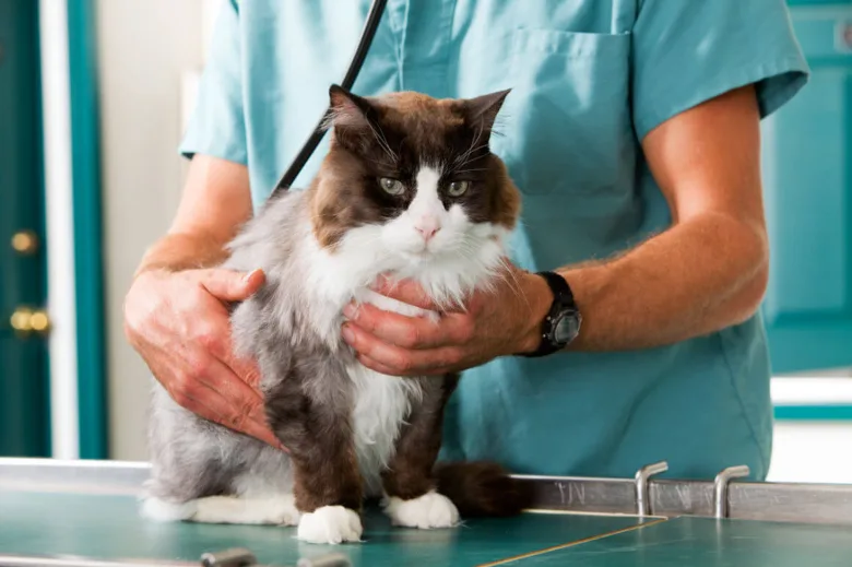 Veterinář drží kočku na vyšetřovacím stole v ordinaci.