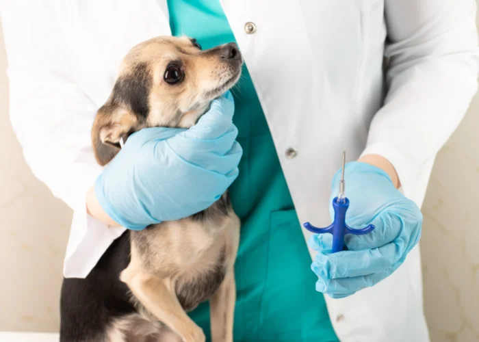 Veterinář podává injekci psu pro chemickou kastraci.