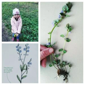 Dítě sbírá rostliny, ukázka sušené rostliny a botanický nákres
