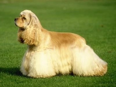 Zlatý cocker spaniel sedící na trávníku.