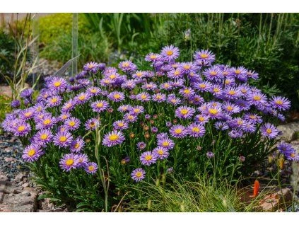 Purple low-growing perennials