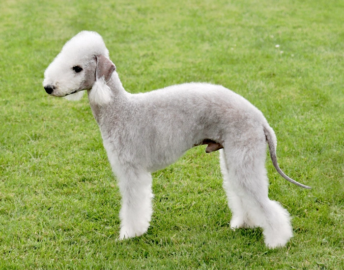 Bedlington teriér na trávníku s upravenou srstí.