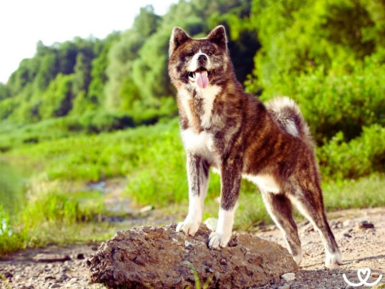Hachiko rasa stojí na skále v přírodě.