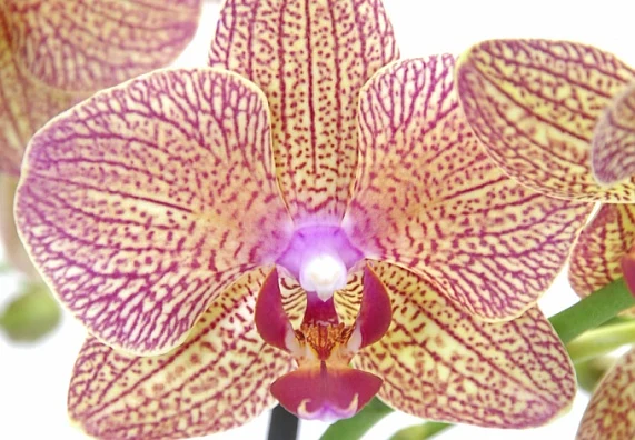 Růžová orchidej s žlutými skvrnami v detailu.