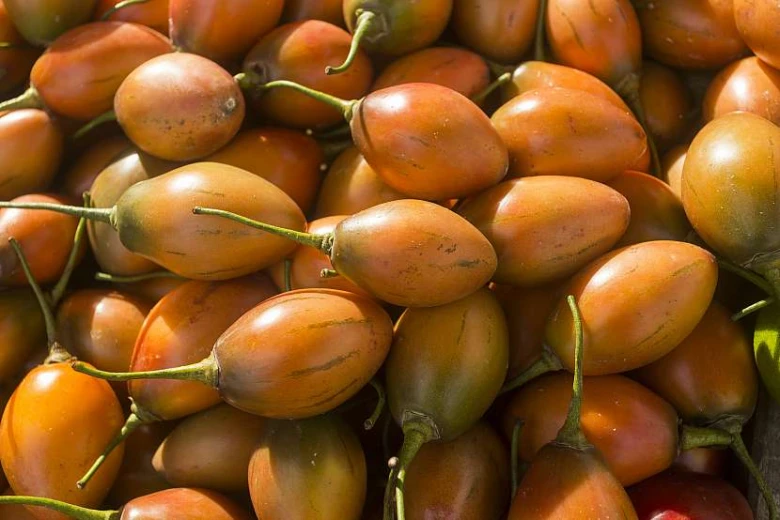 Hromada zralých plodů tamarillo v oranžových a zelenožlutých barvách.