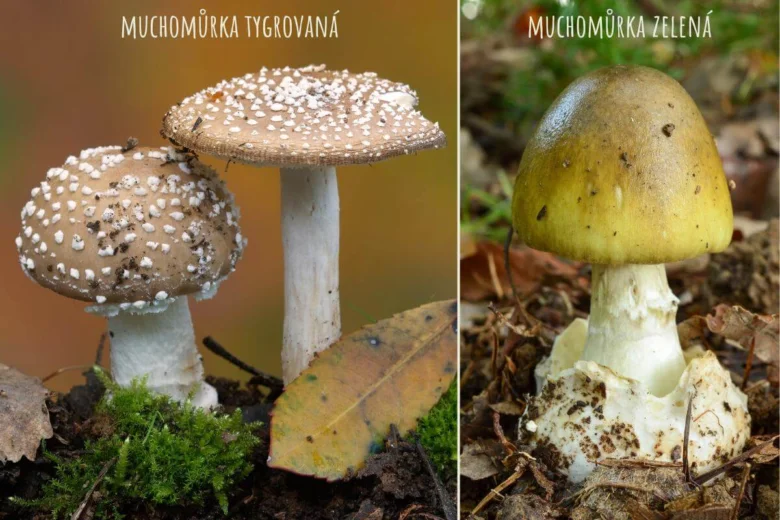 Dva nejtoxickejší houby v českých lesích s názvy.
