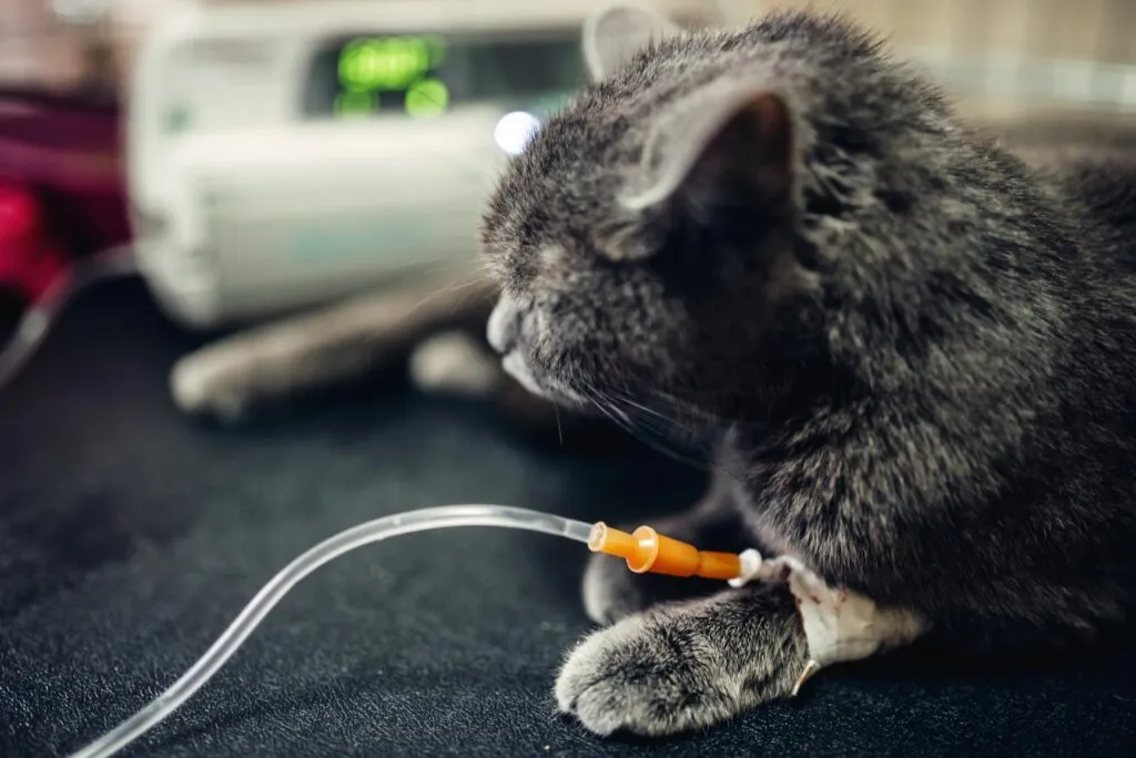 Šedá kočka s infuzním katetrem na přední tlapce v veterinárním zařízení.