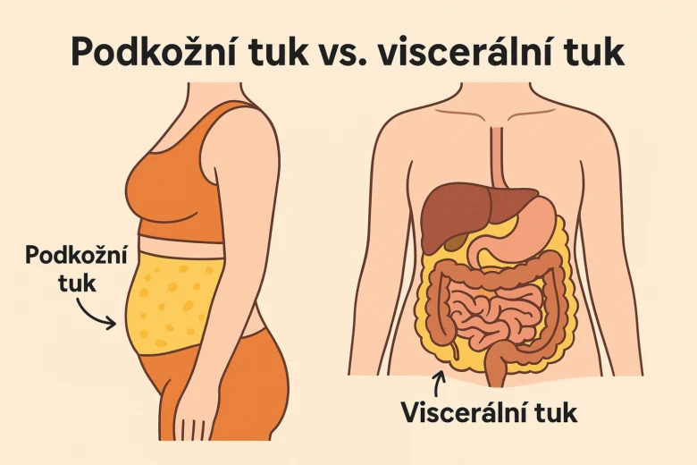 Porovnání podkožního a vnitřního tuku na těle.