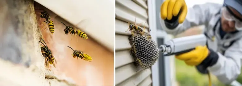 Profesionál odstraňuje vosí hnízdo pod střechou.