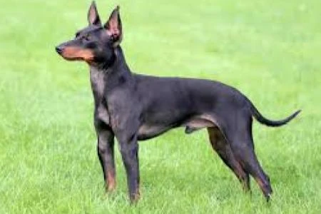 Černý doberman stojí na trávníku