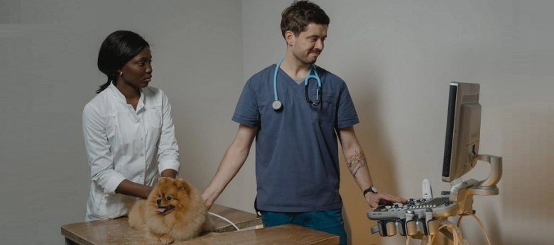 Veterinářové zkoumají fenku ultrazvukem pro zjištění březosti.