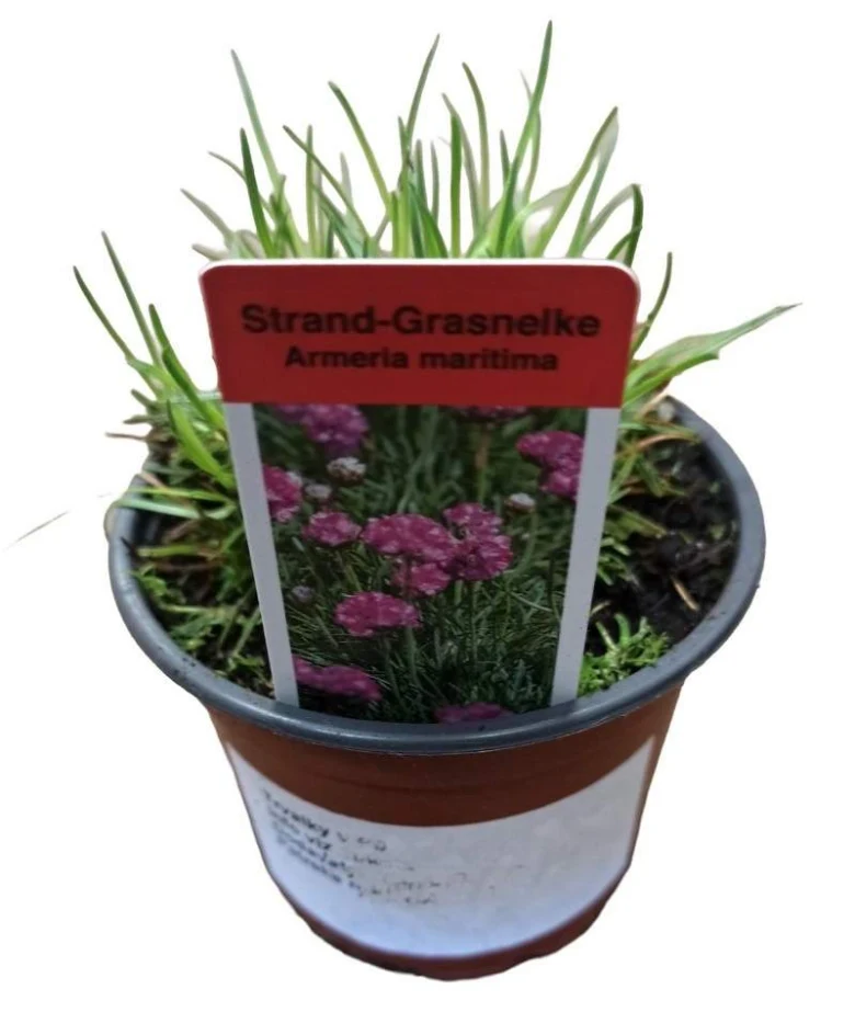 Rost Armeria maritima v květináči s identifikačním štítkem.