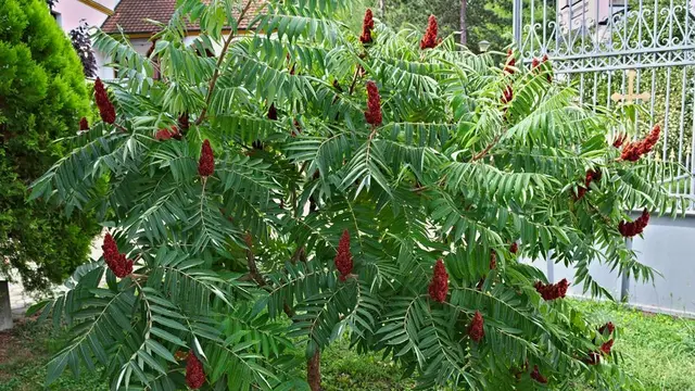 Staghorn sumac bush