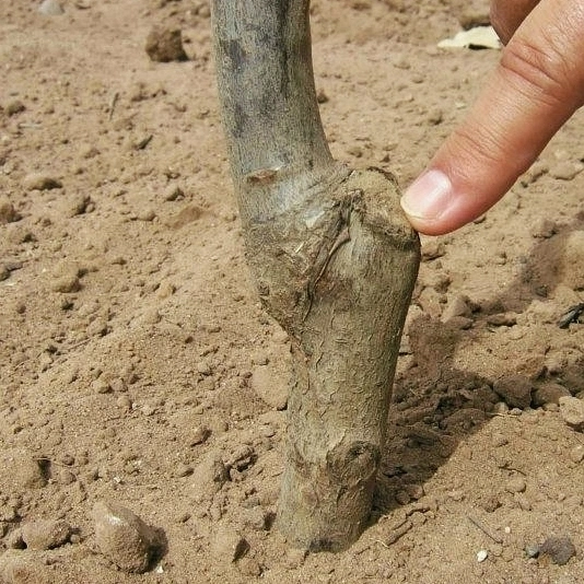 Prst ukazuje na spoj štěpu u mladé švestky v zemi.