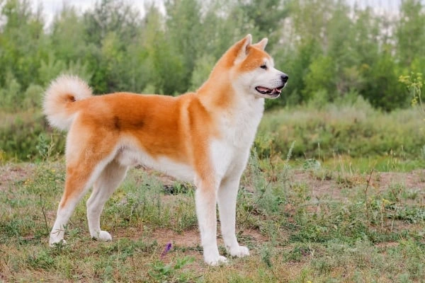 Japonský pes akita stojí na travnatém pozadí s lesním pozadím.