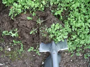 Zelené hnojení na podzim pomocí motyki v zahradě.