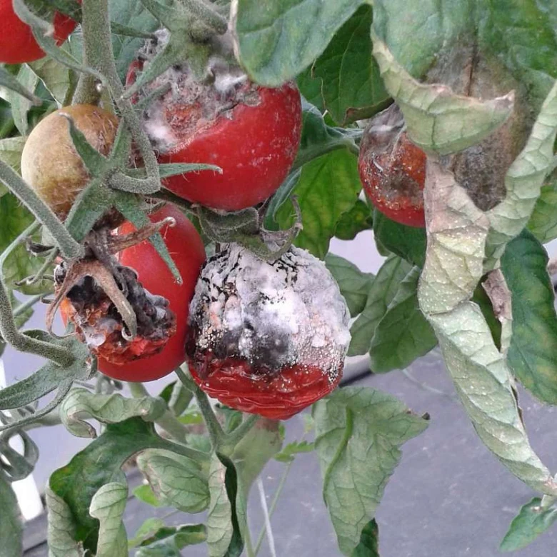 Zhnijící rajčata s plísní na rostlině
