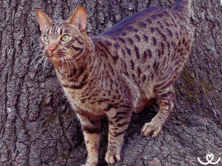 Ocicat kočka stojí na kůře stromu s divokým vzorem.
