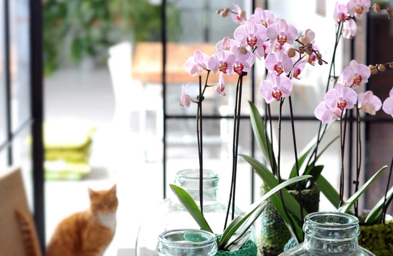 Růžové orchideje v skleněných nádobách na parapetu u okna.