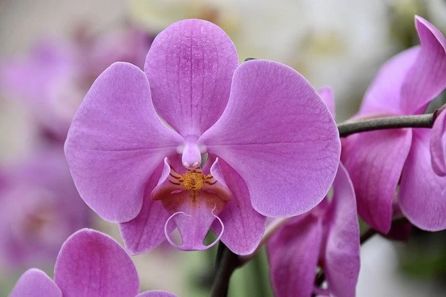 Fialová orchidej v plném květu s rozkvetlými lístky.