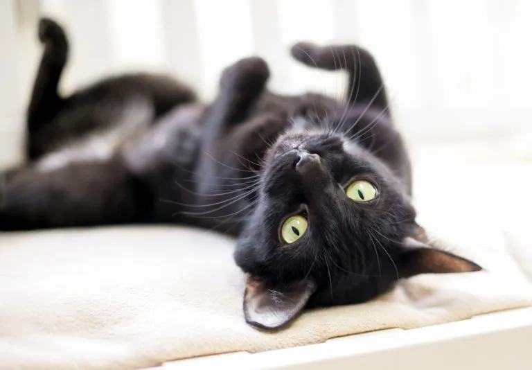 Černá kočka leží na zádech s otevřenýma očima.