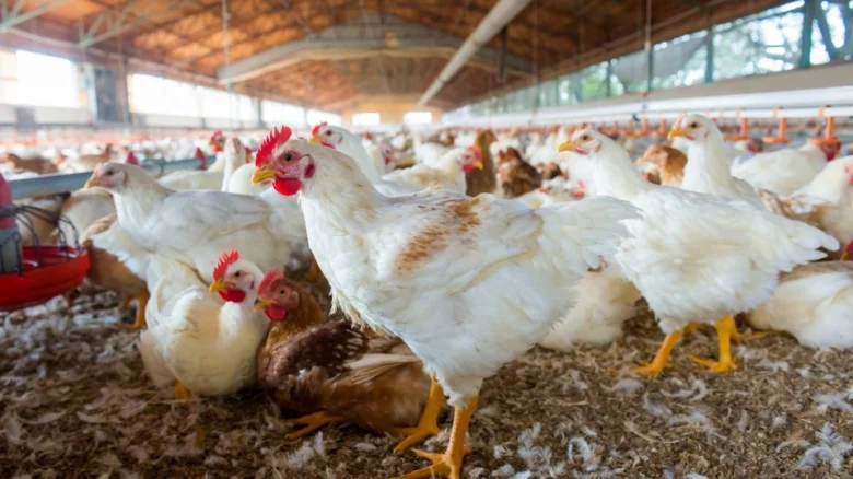 Běžci v moderní farmě s péčí o zdraví.