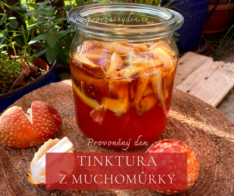 Tinktura z muchomůrky červené v sklenici s čerstvými houbami.