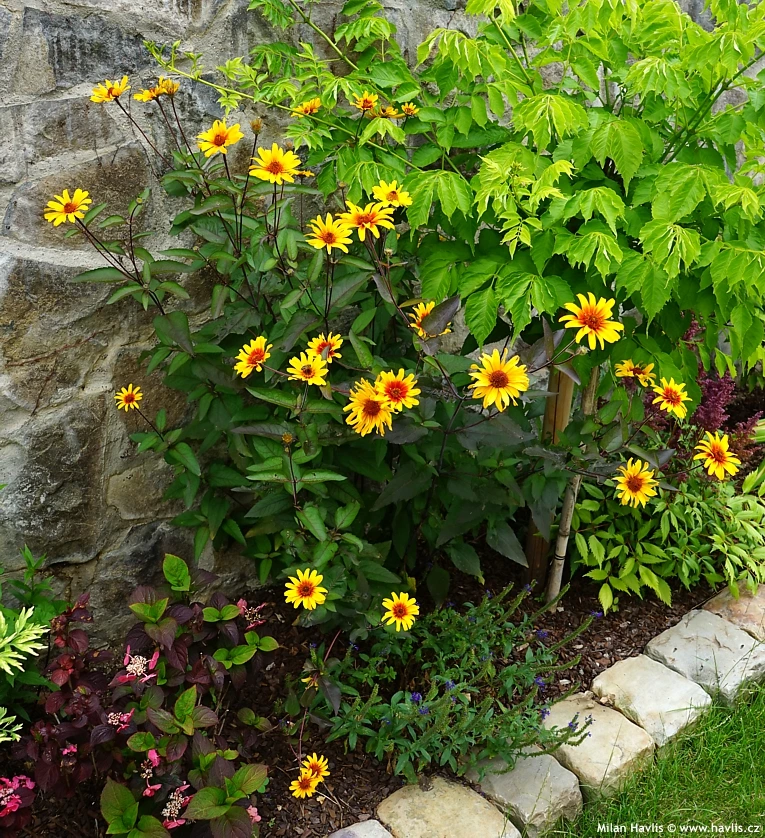 Žluté květy heliopsis rostoucí v záhonu u kamenného zdi.