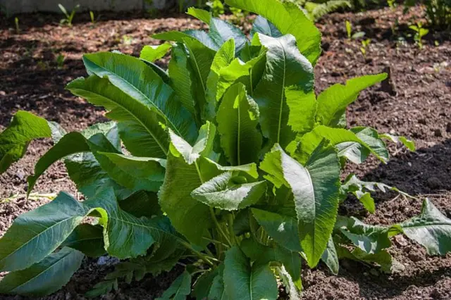 Horseradish plant