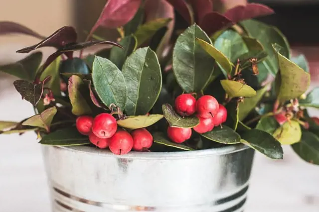 Red berries in leaves