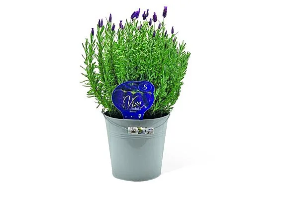 Mrazuvzdorná lavanda v hrnci na balkon