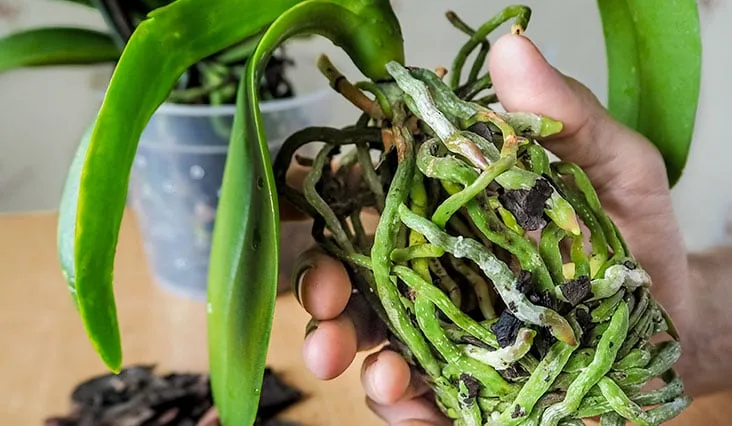Orchidej s poškozenými kořeny pokrytými plísní