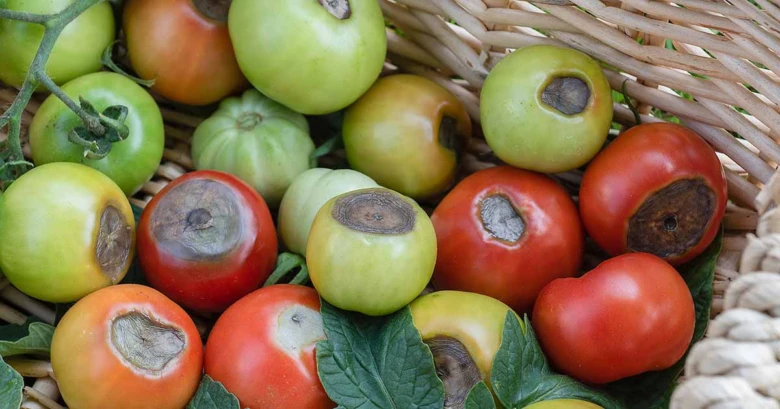Rozkladající se rajčata s hnilobou v košíku