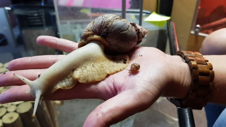 Velký slimák v lidské dlani ukazuje jeho velikost.