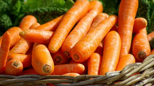 Fresh carrots in basket