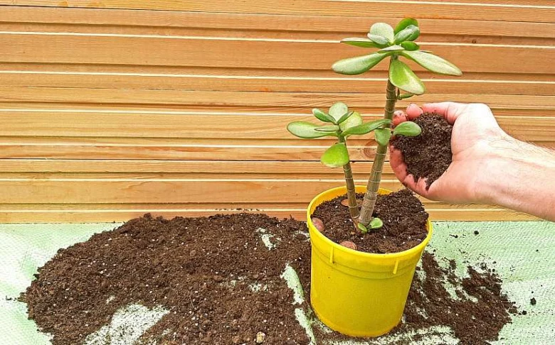 Ruka přidává půdu k tlustici v žlutém květináči