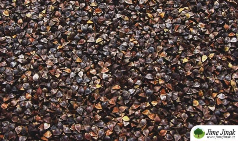 Buckwheat grains