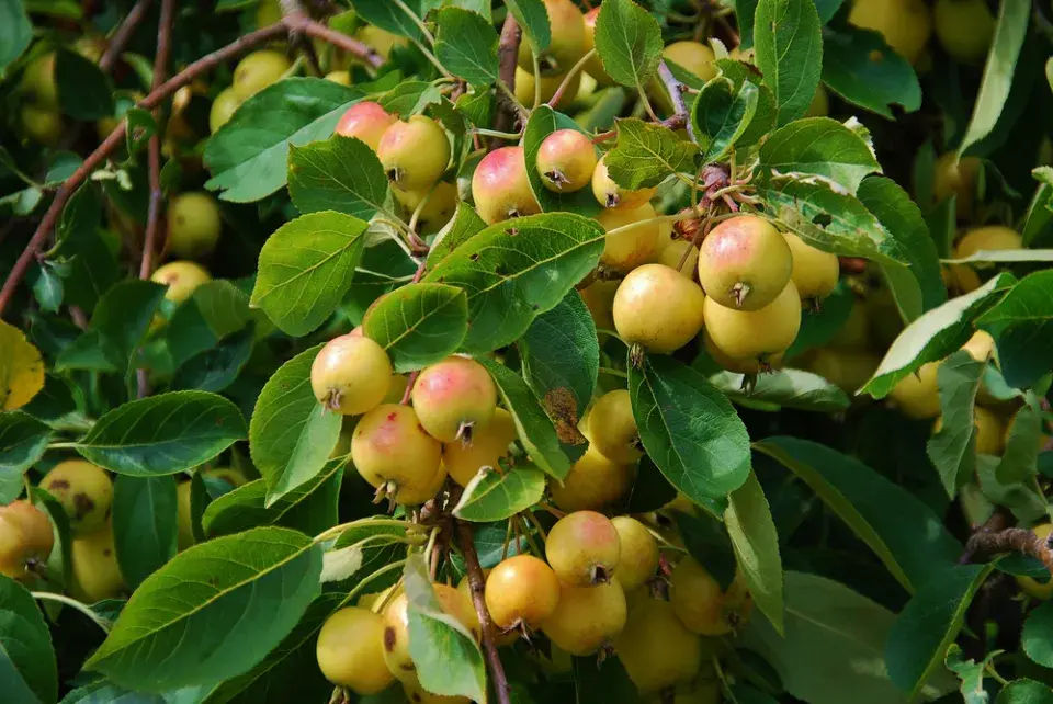 Okrasná jabloně plodí drobná žlutavá jablíčka na větvích.