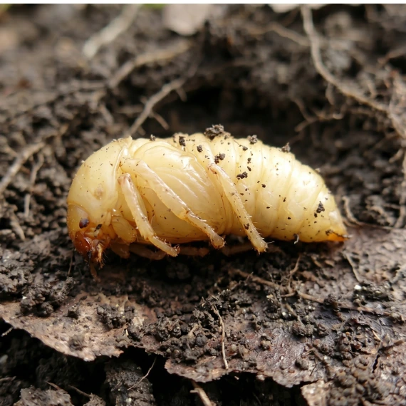 Bílá larva hmyzu v zemi s kořeny a půdou.