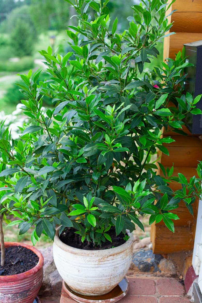 Bay laurel plant in pot