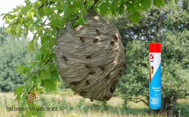 Velká včelí hnízdo visící na stromě s vosami.