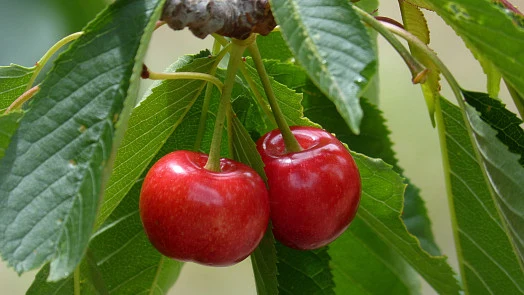 Dvě červené višně visí na větvi s listy.