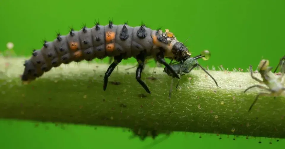 Larva berušky žeroucí štěnicí na listové větvičce