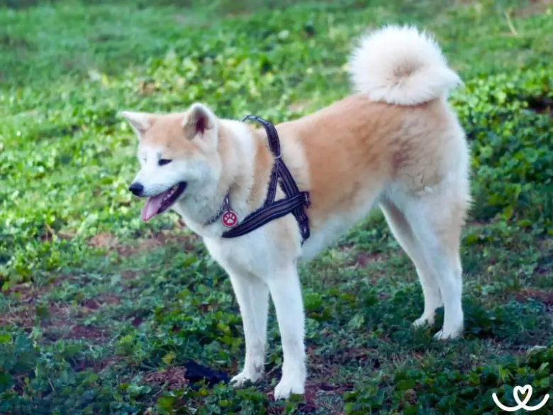 Hnědo-bílý pes akita stojí na trávníku v profilu.