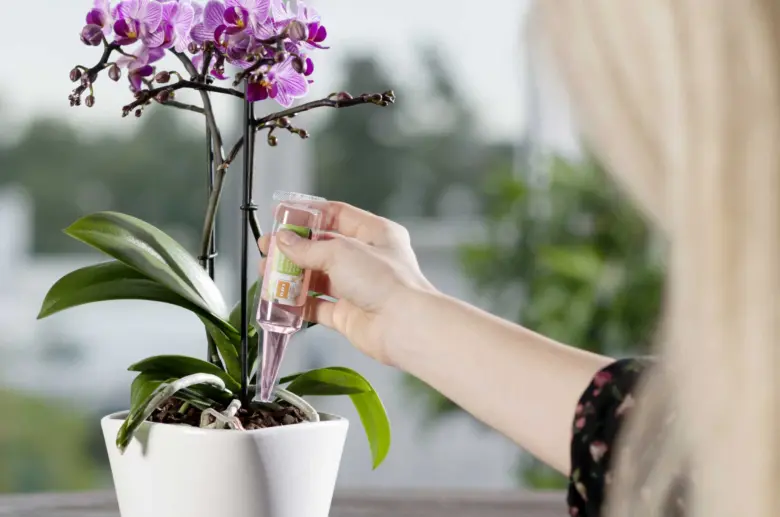 Ruka zalévá fialovou orchidej kapátkem s živnou vodou.