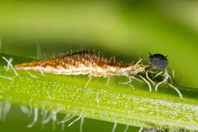 Larva zlatoočky se živí mšicou na rostlině.
