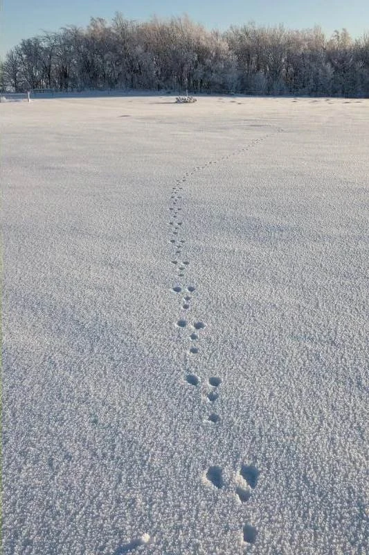 Stopy kuny v sněhu vedoucí ke stromům na pozadí.