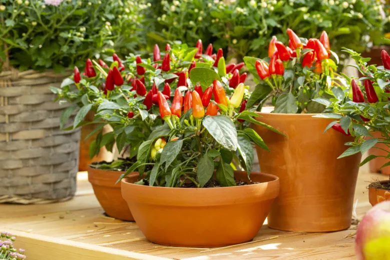 Červené a žluté chilli papričky v keramických hrncích na dřevěné ploše s zelenou vegetací