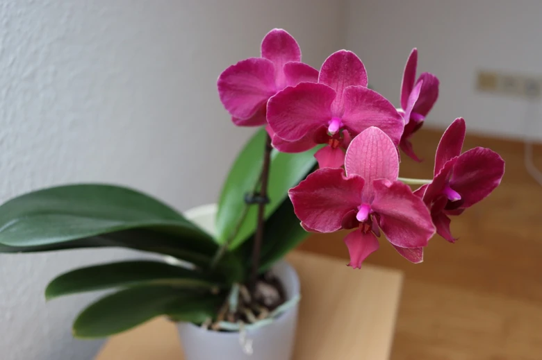 Pink orchid in pot