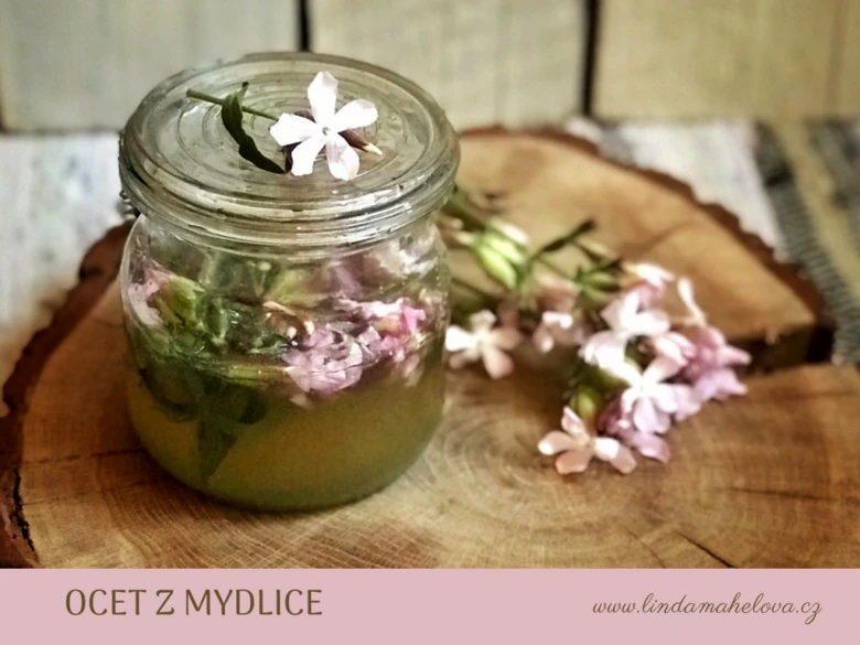 Sklenice s octem z mydlice lékařské na dřevěném podkladu.